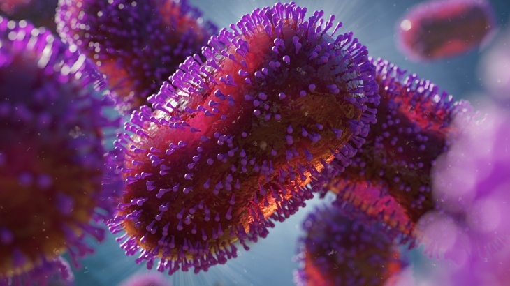 Maymun Çiçeği Rehberi